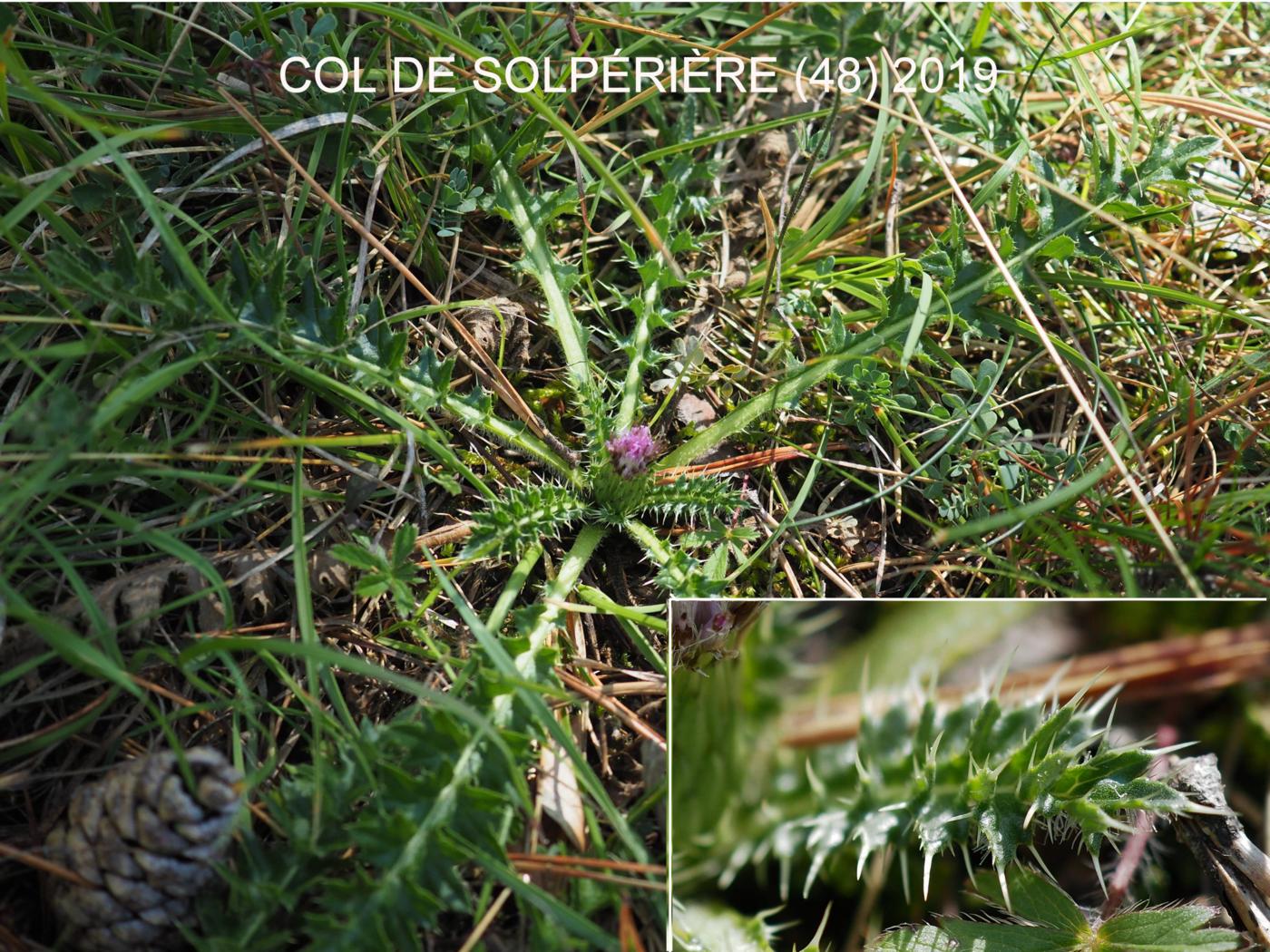 Thistle, Stemless leaf